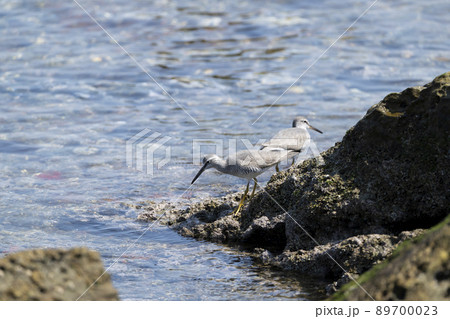 キアシシギ 89700023