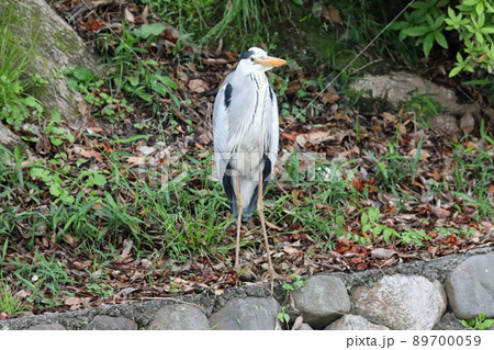 オオアオサギ 89700059