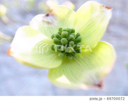 ハナミズキ ハナミズキ 89700072