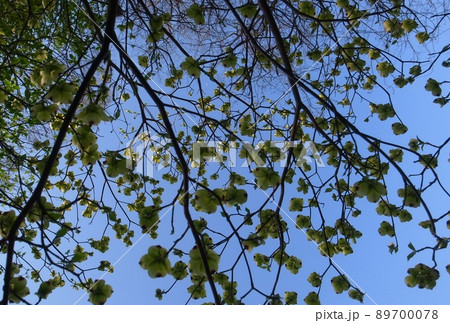 ハナミズキ 89700078