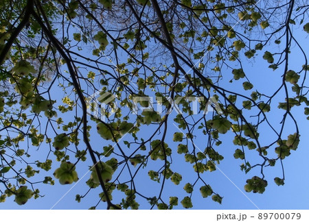 ハナミズキ 89700079