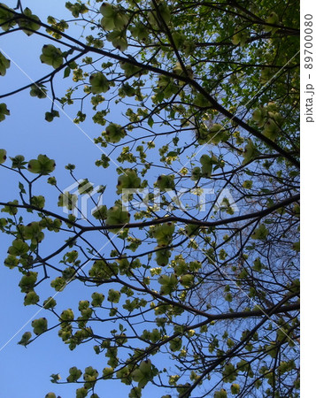 ハナミズキ 89700080