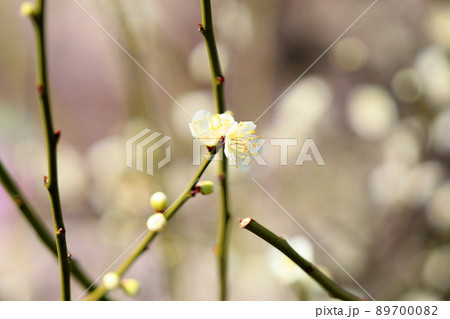 梅の花　一重緑咢 89700082