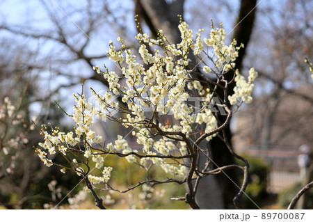 梅の花　一重緑咢 89700087