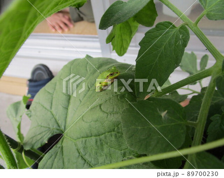 トマトの葉の上にカエル 89700230