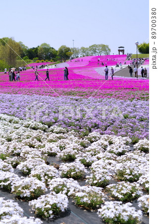 市貝町芝ざくら公園の色とりどりの芝桜 89700380