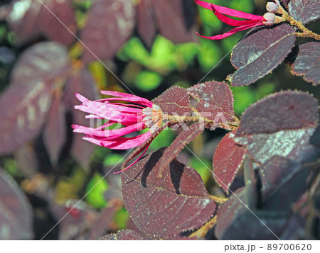 枝先に赤紫色の花が咲く常緑小高木のベニバナトキワマンサク 89700620