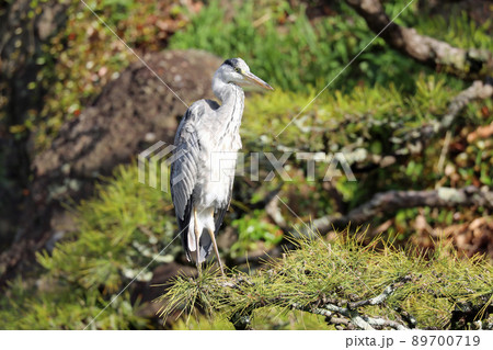 オオアオサギ 89700719