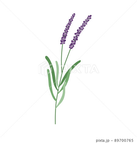 Lavender flower logo. Botanical hand drawn vintage floral collection 89700765