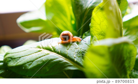 かたつむりの横顔 89700815