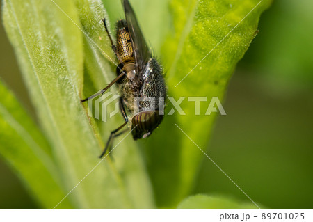 ツマグロキンバエ 89701025