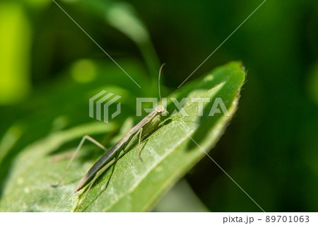 カマキリ幼虫 89701063