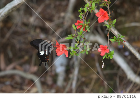 モンキアゲハ雄　ヤマツツジで吸蜜 89701116