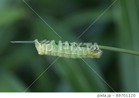 生き物 昆虫 アオバハガタヨトウ、五月の公園。薄緑に白いラインの幼虫、成虫は秋に出現する美しい蛾 生き物 昆虫 アオバハガタヨトウ、五月の公園。薄緑に白いラインの幼虫、成虫は秋に出現する美しい蛾 89701120