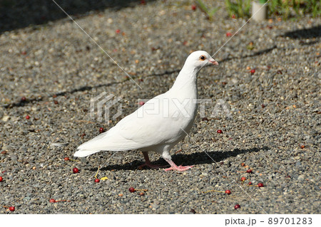 神社の白い鳩 89701283