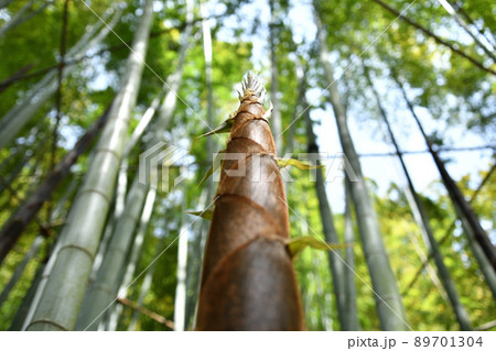 見上げる真っすぐに伸びた筍 見上げる真っすぐに伸びた筍 89701304