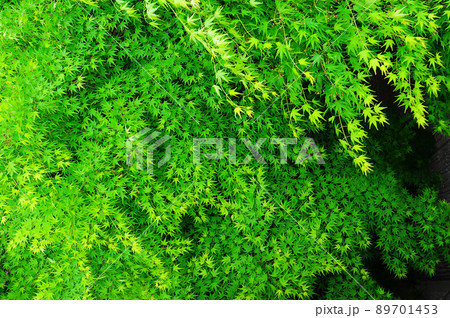 樹木 植物 木 89701453