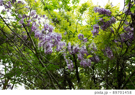 ヤマフジ 89701458