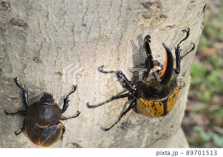 ヘラクレスオオカブトのヘラクレスヘラクレスのオスとメス　樹木の上で 89701513