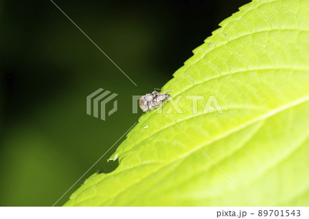 ケブカヒメカタゾウムシ 89701543