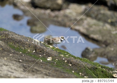 コチドリ 89701544