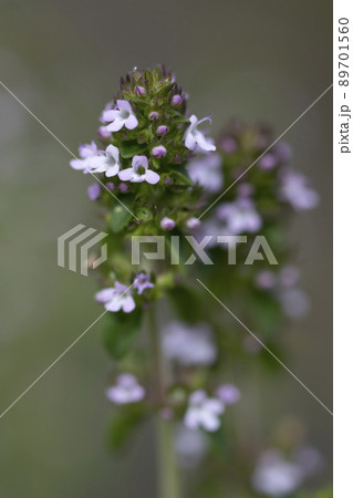 シルバータイム 89701560