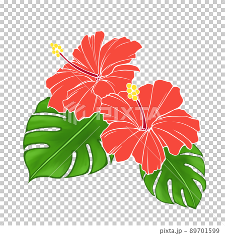 真っ白なハイビスカス＆モンステラ 水彩のハイビスカスの花モンステラ