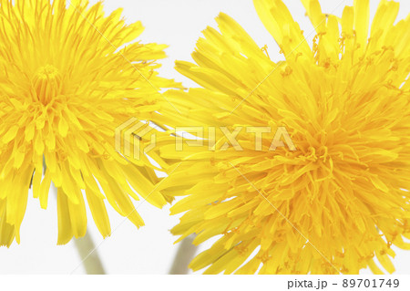 たんぽぽ 89701749