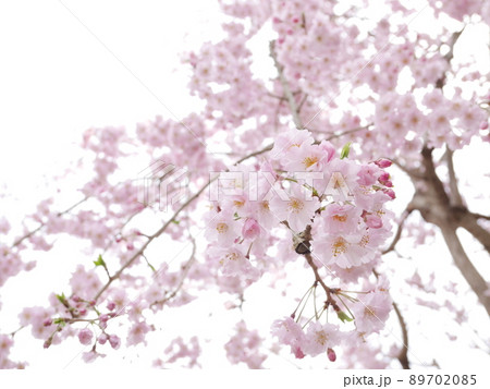 見上げると淡いピンクの満開の桜 89702085