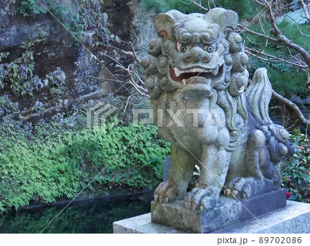 鎌倉の神社の阿形の狛犬 89702086