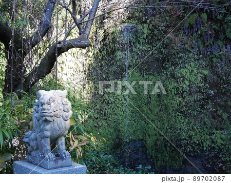 鎌倉でみつけた神社の吽形の狛犬とツタの絡まる岩 鎌倉でみつけた神社の吽形の狛犬とツタの絡まる岩 89702087