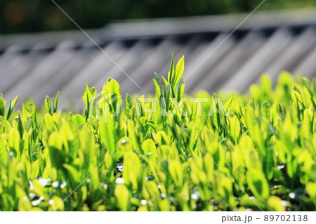 お茶の葉 新茶 茶摘み 八十八夜 茶畑 お茶の葉 新茶 茶摘み 八十八夜 茶畑 89702138