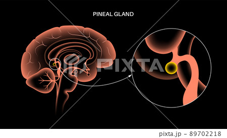 Pineal gland anatomy Pineal gland anatomy 89702218