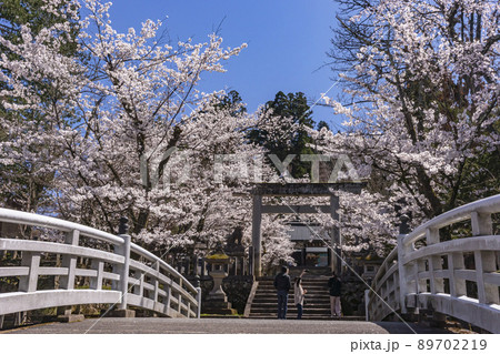 210407護国神社桜z050 210407護国神社桜z050 89702219