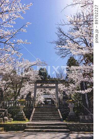 210407護国神社桜z019 210407護国神社桜z019 89702227