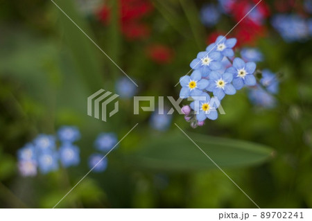 忘れな草 忘れな草 89702241