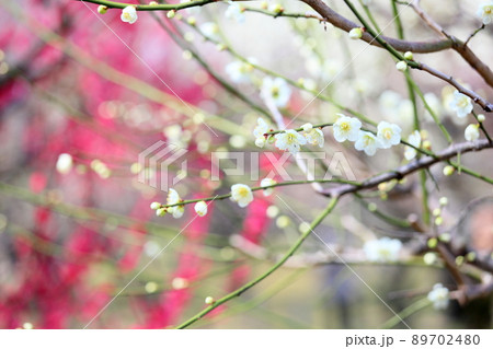 白梅の花 89702480
