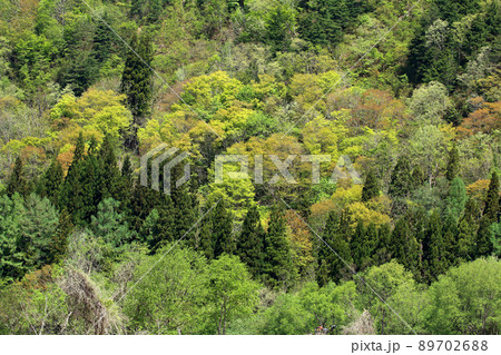 里山の春、色とりどりの新緑が美しい 福島県只見町 里山の春、色とりどりの新緑が美しい 福島県只見町 89702688