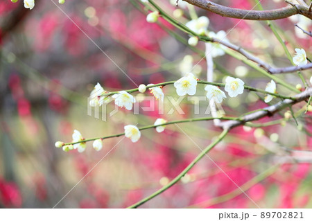梅の花 白玉 梅の花 白玉 89702821