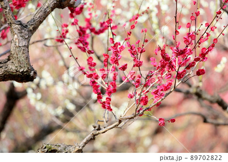 紅梅の花 紅梅の花 89702822
