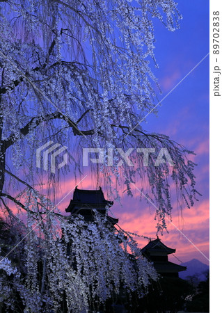 夕暮れの松本城天守閣とシダレザクラ 89702838