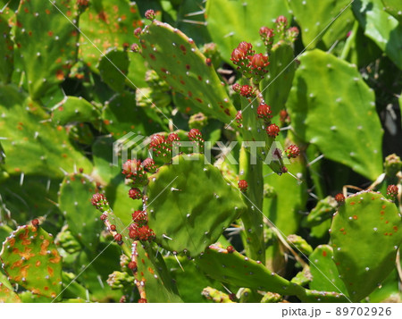 たくさんの蕾が並ぶ春のウチワサボテンのクローズアップ たくさんの蕾が並ぶ春のウチワサボテンのクローズアップ 89702926