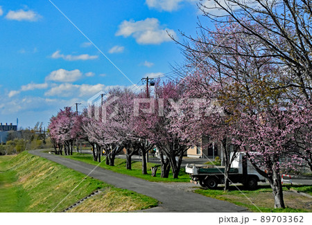 札幌市厚別川沿いの桜並木です。ピンクと白のエゾヤマザクラが並んでいます。 89703362