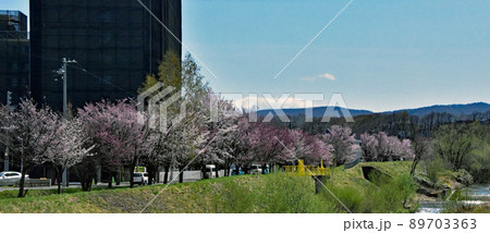 札幌市厚別川沿いの桜並木です。ピンクと白のエゾヤマザクラが並んでいます。 89703363