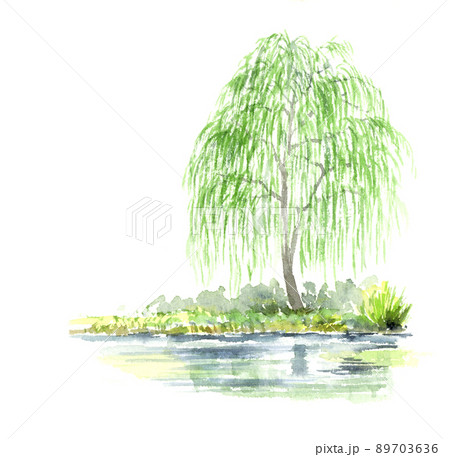 しだれ柳の水彩画 しだれ柳の水彩画 89703636