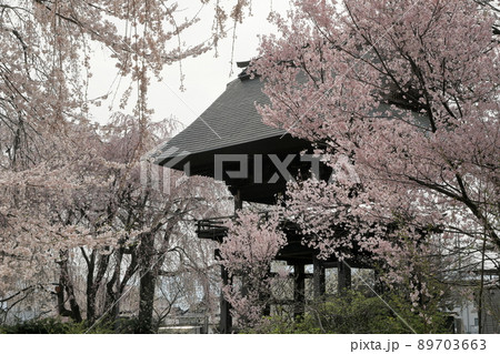 安養寺の山門と桜 89703663