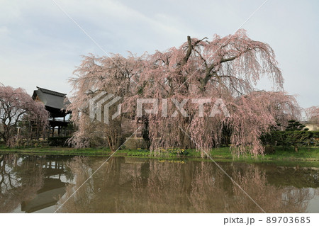 樹齢500年の圧巻の安養寺のしだれ桜 89703685