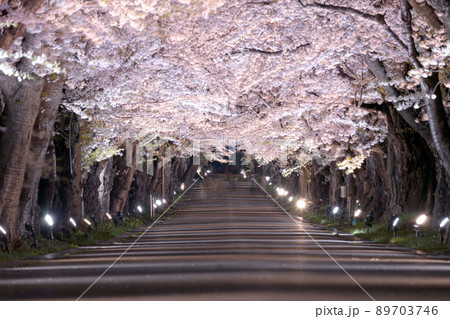 桜　花筏　さくら　春　日本　北海道　北斗　松前藩戸切地陣屋跡桜並木  89703746