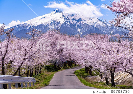桜　花筏　さくら　春　日本　青森　岩木山　 89703756
