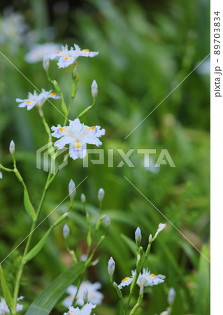 シャガの花 89703834